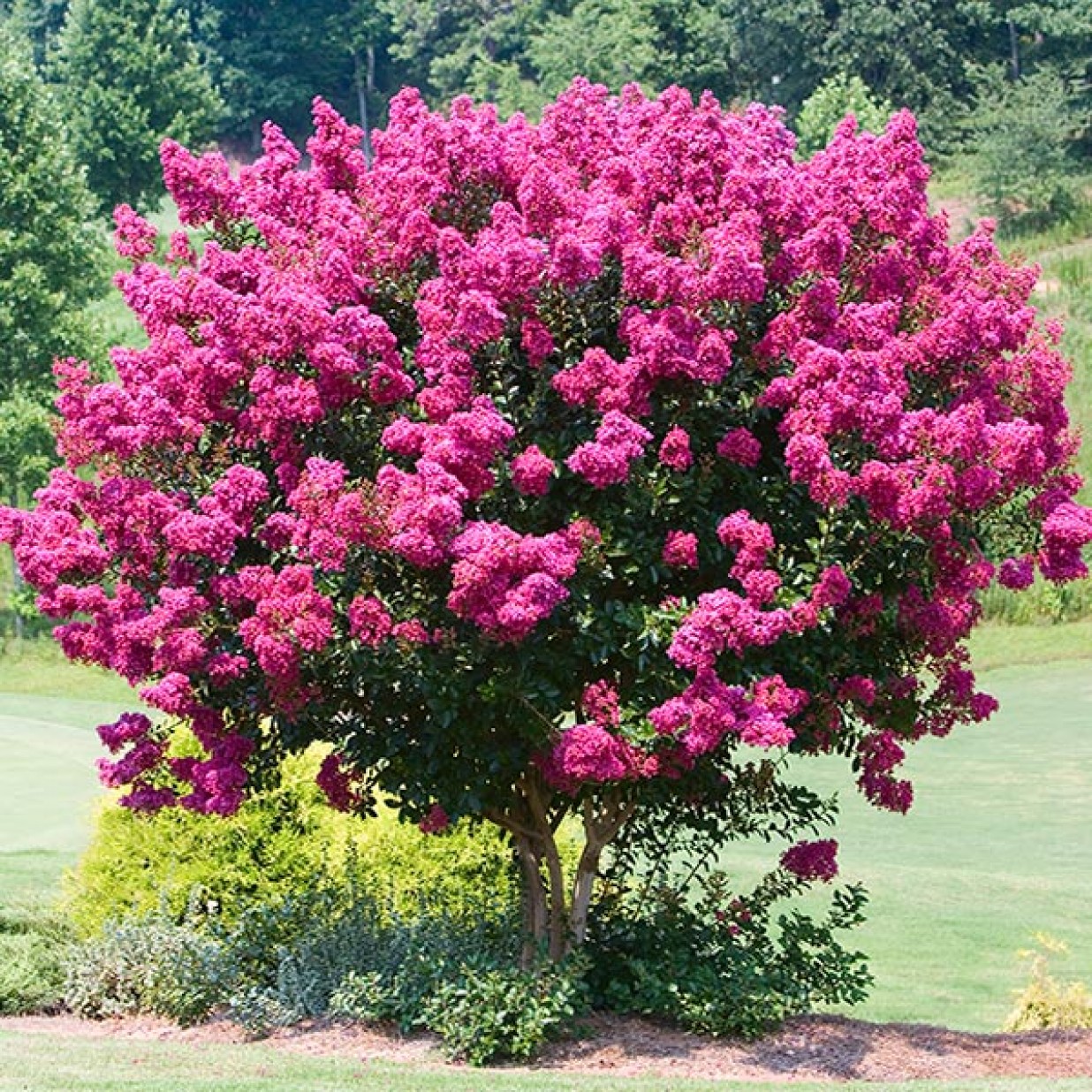 Lagerstroemia Indian Summer Crepe Myrtle